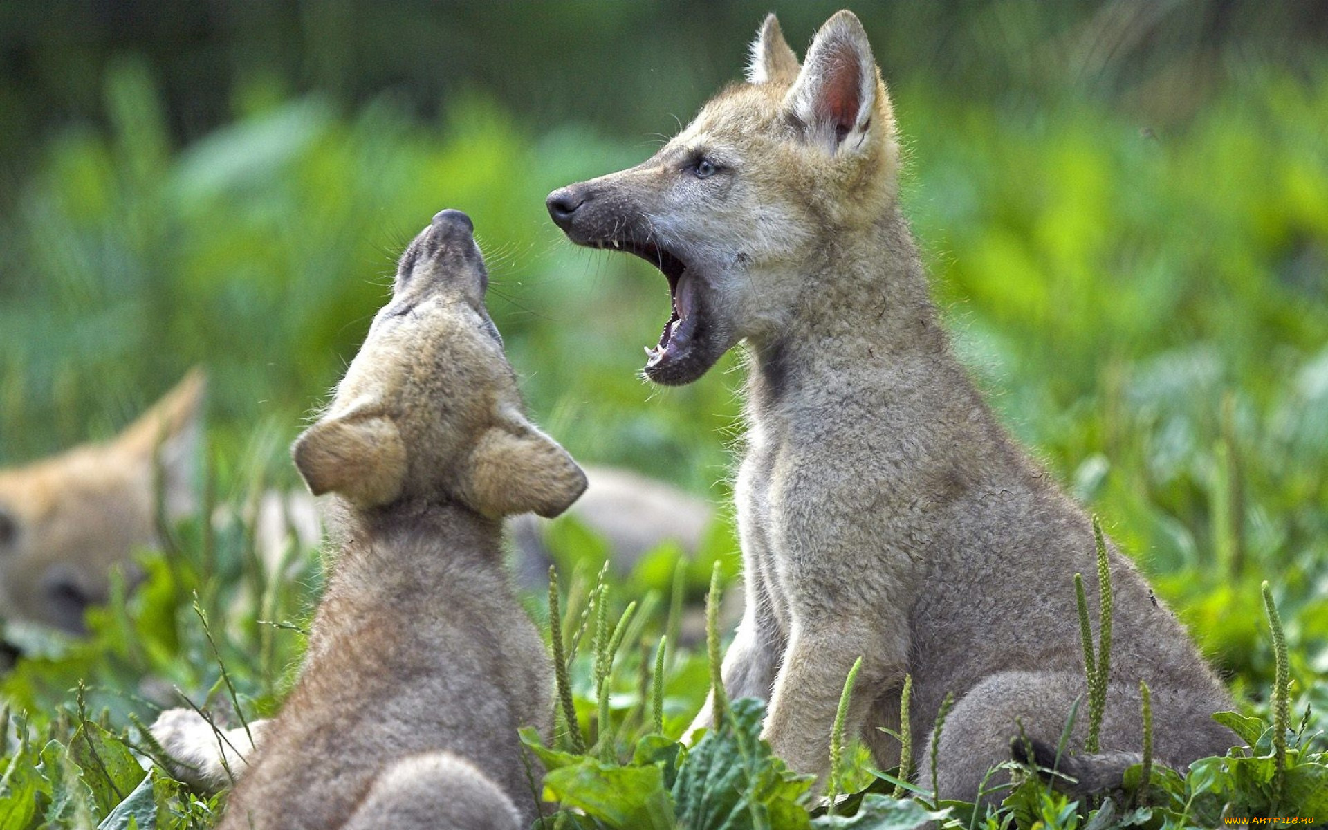 Четверо лисят. Волчата. Волк с волчатами. Детеныши животных. Про маленького волчонка.
